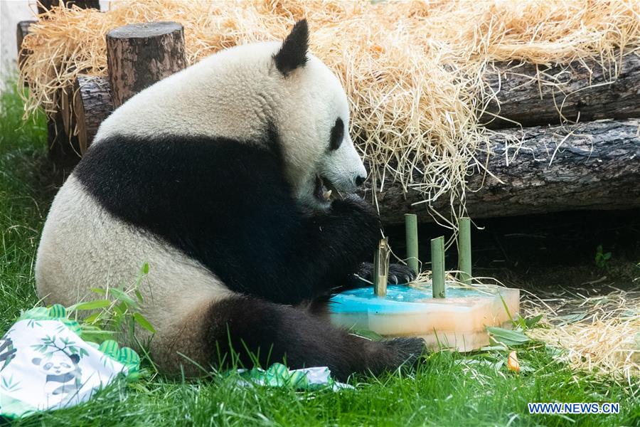 RUSSIA-MOSCOW-PANDAS-BIRTHDAY-CELEBRATIONS