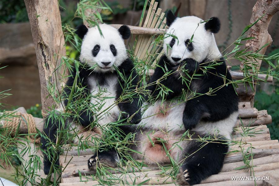 MALAYSIA-KUALA LUMPUR-GIANT PANDA CUB-NAMING-YI YI