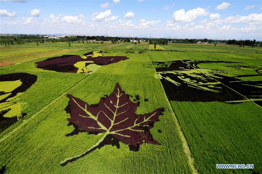 CHINA-XINJIANG-QAPQAL-RICE FIELDS-TOURISM (CN)