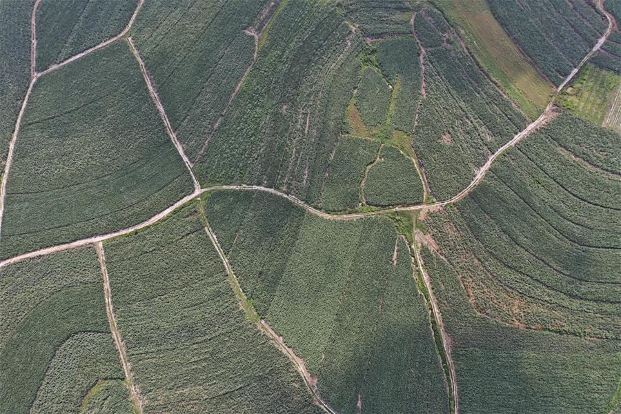 CHINA-GUANGXI-SHANGSI-SUGAR CANE FIELDS (CN)