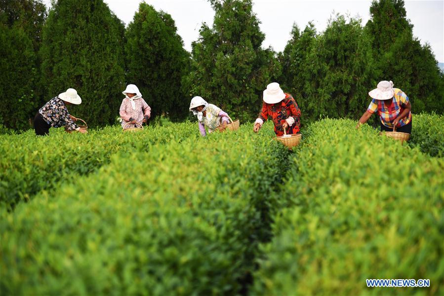 CHINA-SHANDONG-RIZHAO-TEA LEAF PICKING (CN)