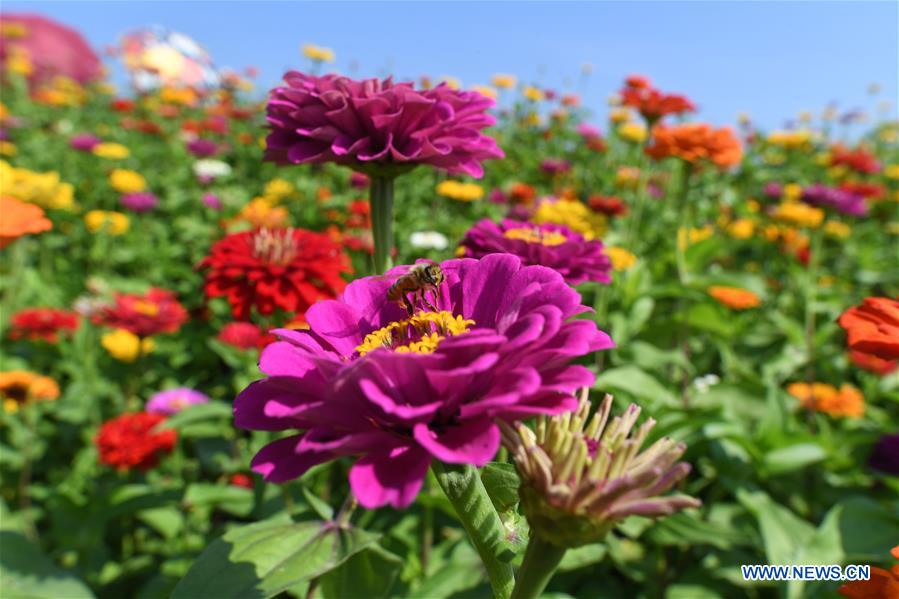 CHINA-JILIN-CHANGCHUN-FLOWERS (CN)