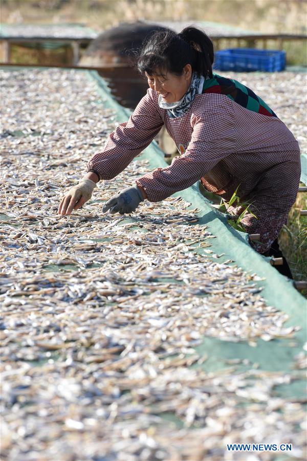 CHINA-XINJIANG-BOSTEN LAKE-FISHERY-POND SMELT (CN)