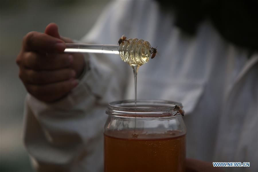 MIDEAST-GAZA-BEEKEEPER