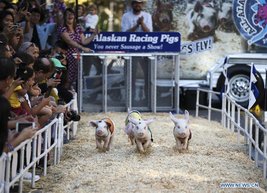 (SP)US-LOS ANGELES-PIG RACE