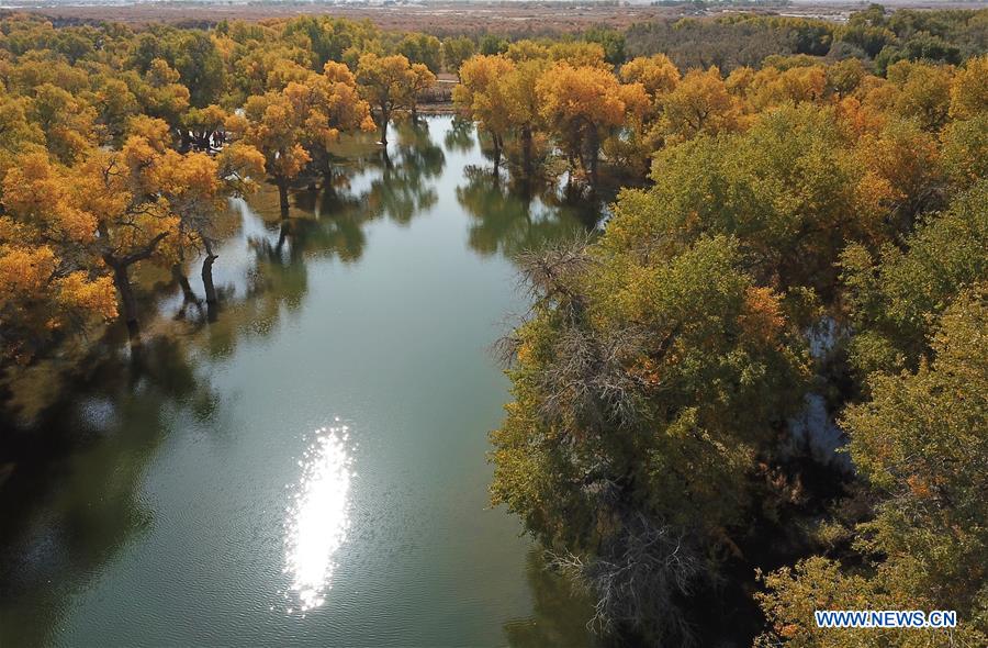 CHINA-INNER MONGOLIA-POPULUS EUPHRATICA-SCENERY (CN)