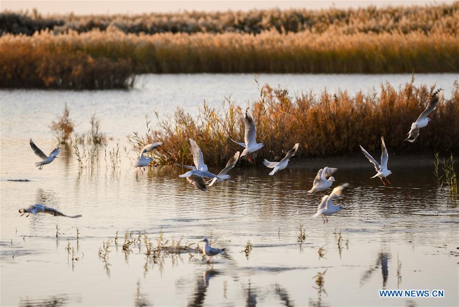 CHINA-INNER MONGOLIA-JUYANHAI LAKE-SCENERY (CN)