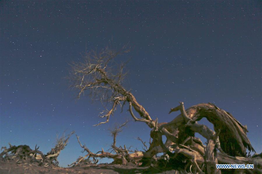 CHINA-INNER MONGOLIA-DESERT POPLAR TREES-SCENERY (CN)