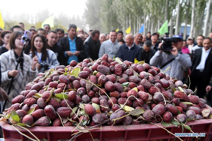 CHINA-XINJIANG-RED DATE-HARVEST (CN)