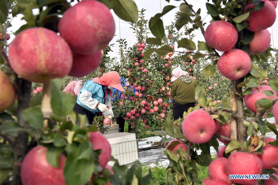 CHINA-SHANDONG-WEIHAI-APPLE-HARVEST (CN)