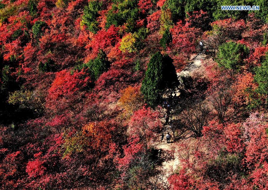 CHINA-HENAN-AUTUMN SCENERY (CN)