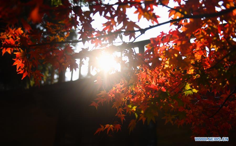 CHINA-JIANGXI-LUSHAN-MAPLE LEAVES (CN)