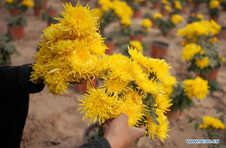 CHINA-HEBEI-CHRYSANTHEMUM-HARVEST (CN)