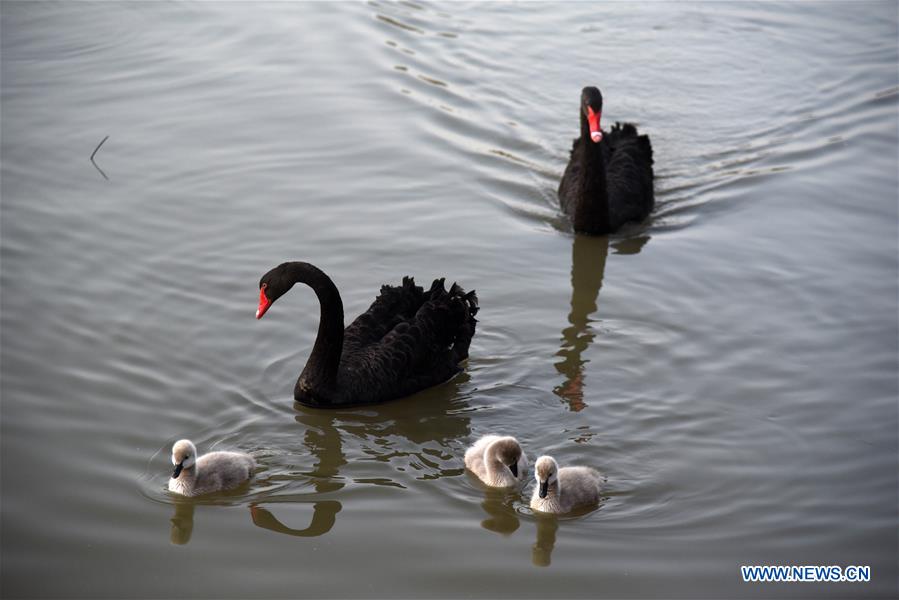 CHINA-SHANDONG-JINAN-WETLAND (CN)