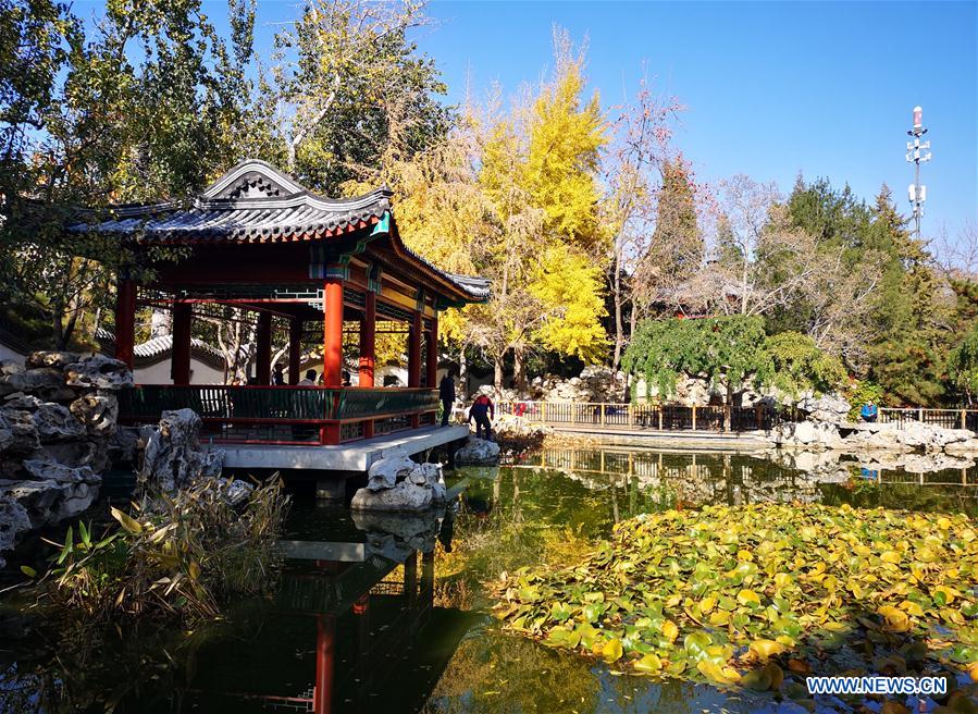 (BeijingCandid)CHINA-BEIJING-AUTUMN (CN)