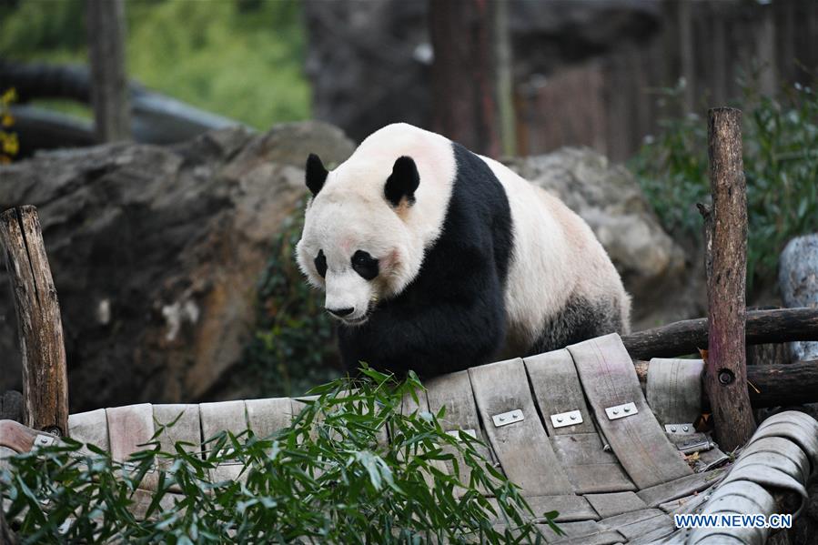 U.S.-WASHINGTON D.C.-CHINA-GIANT PANDA BEI BEI-DEPARTURE