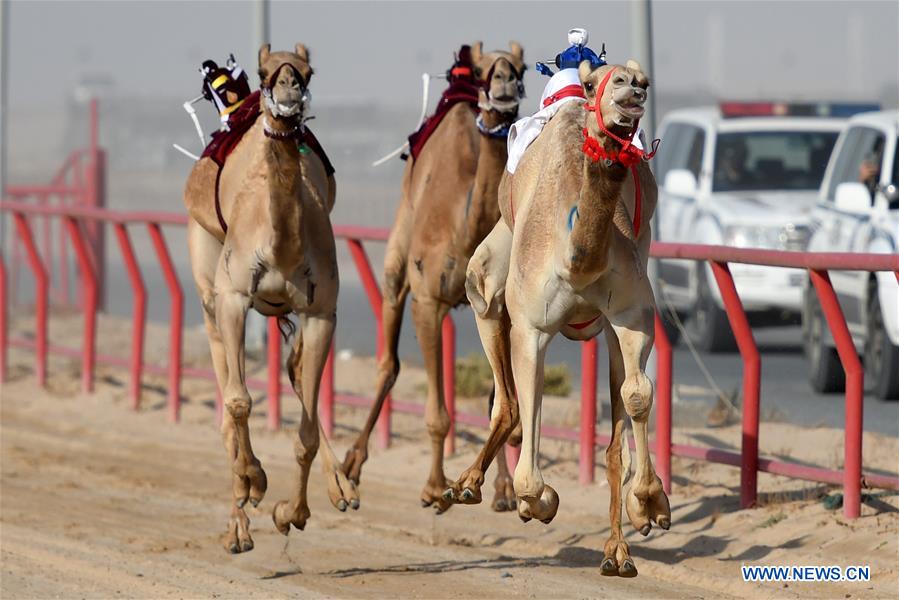 (SP)KUWAIT-AL AHMADI GOVERNORATE-GCC SIXTH CAMEL RACING TOURNAMENT