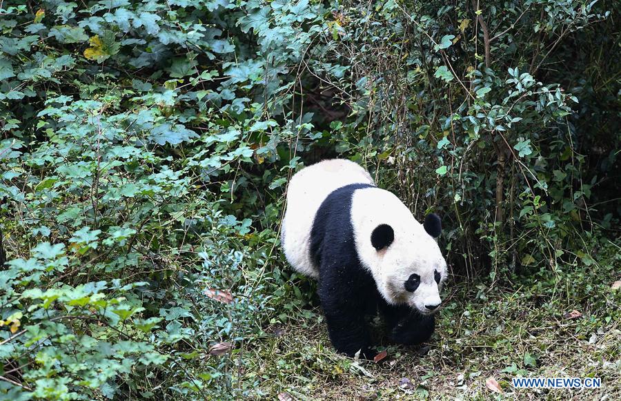 CHINA-SICHUAN-YA'AN-PANDA-RETURN (CN)