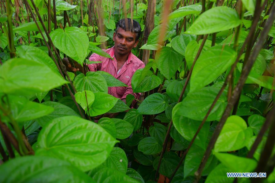 INDIA-AGARTALA-AGRICULTURE-BETEL LEAVES