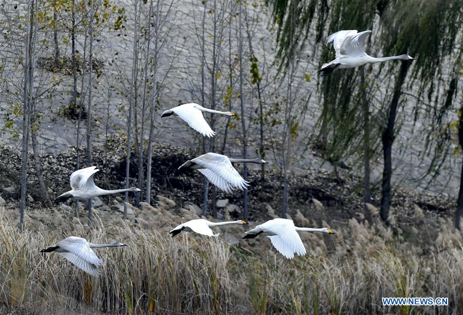 CHINA-JINAN-WETLAND-BIRDS (CN)