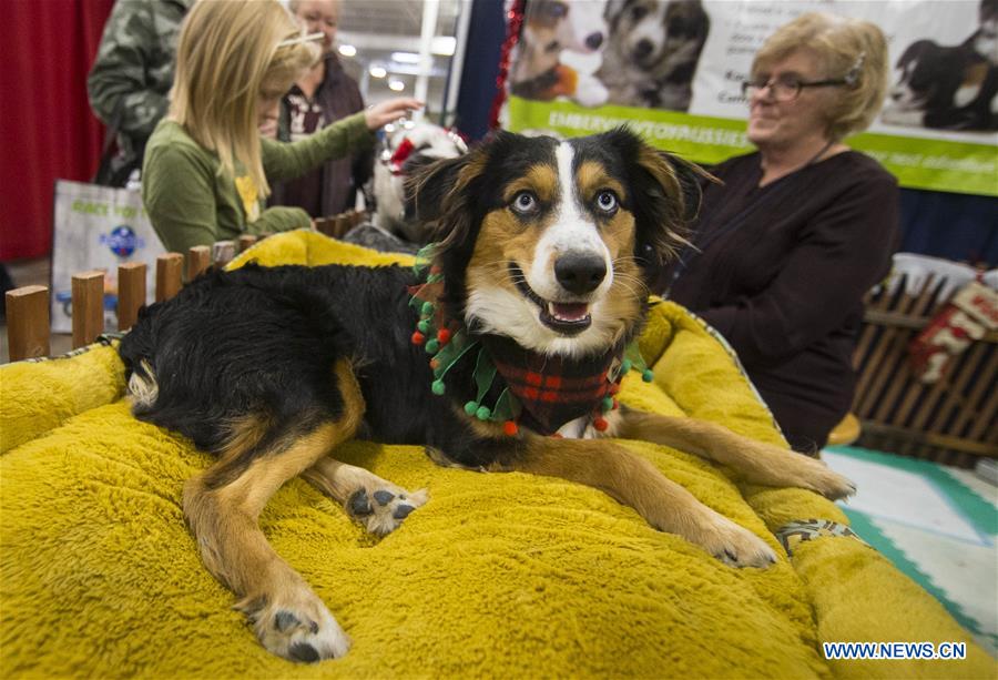 CANADA-TORONTO-CHRISTMAS PET SHOW