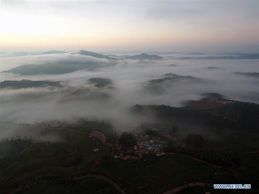 CHINA-YUNNAN-PU'ER-TEA GARDEN-CLOUDS (CN)