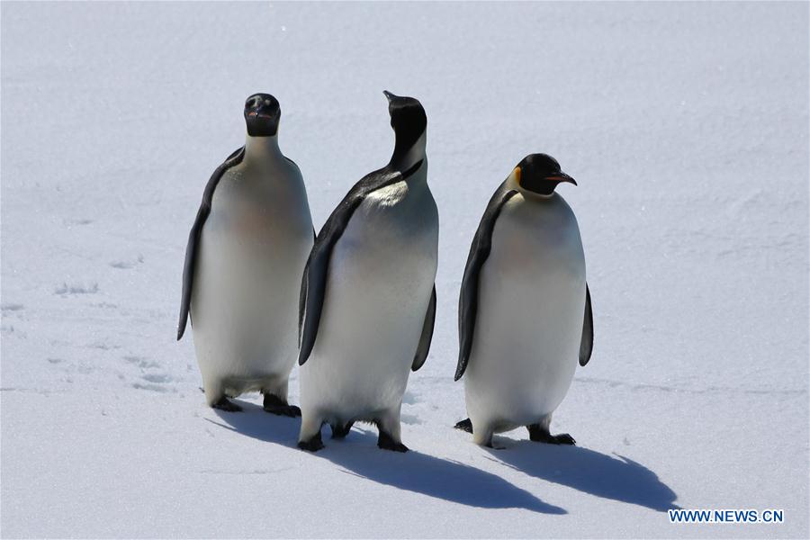 (EyesonSci)CHINA-XUELONG 2-ANTARCTIC EXPEDITION-PENGUINS