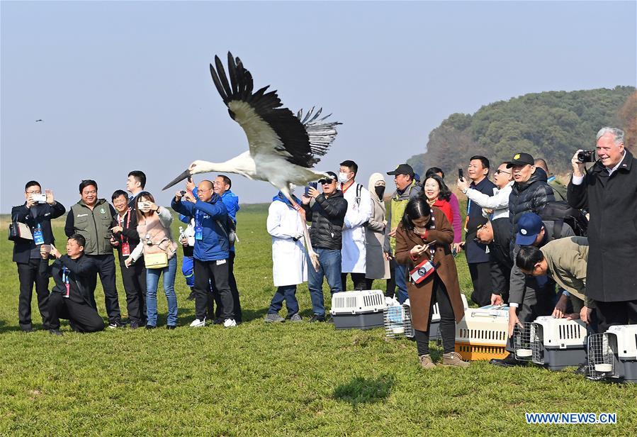 CHINA-JIANGXI-MIGRANT BIRDS-RELEASE (CN)