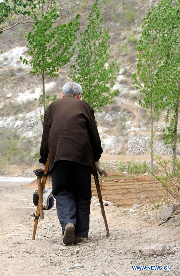 CHINA-HEBEI-SHIJIAZHUANG-VETERAN-TREES (CN)