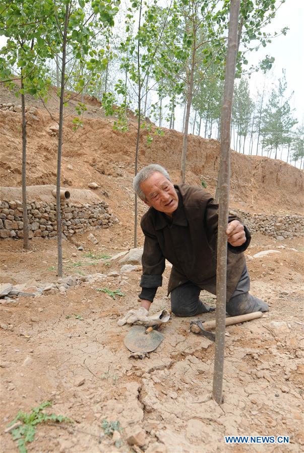 CHINA-HEBEI-SHIJIAZHUANG-VETERAN-TREES (CN)