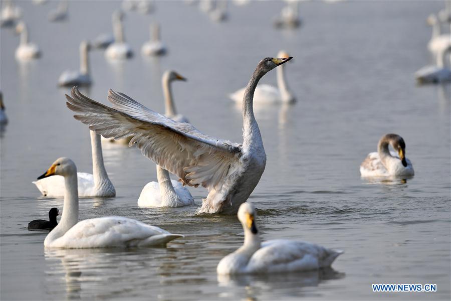 CHINA-SHANXI-WILD SWAN-WINTER HABITAT (CN)