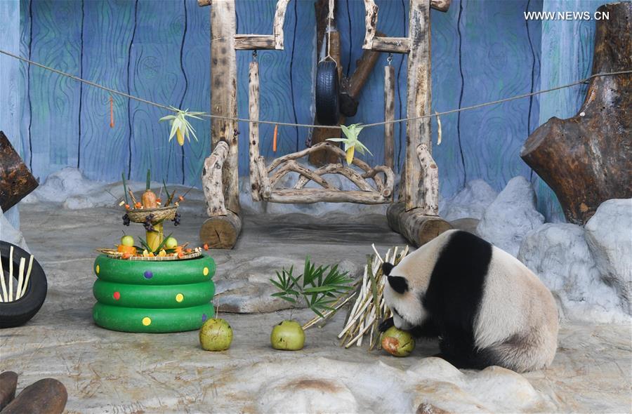 CHINA-HAINAN-HAIKOU-GIANT PANDA (CN)