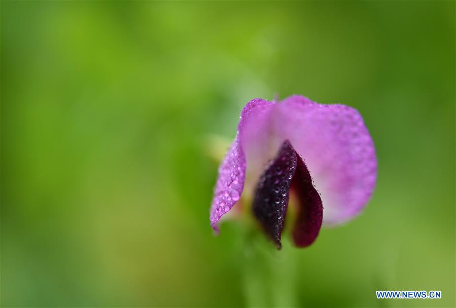 #CHINA-HUBEI-ENSHI-WINTER FLOWERS (CN)