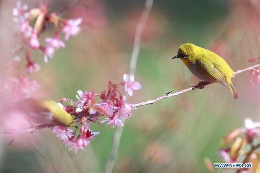 CHINA-GUIZHOU-GUIYANG-WHITE-EYE-BIRD (CN)