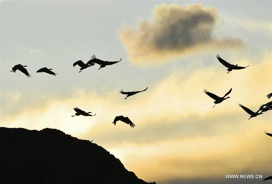 CHINA-LHASA-ECOLOGICAL PROTECTION-CRANES (CN)