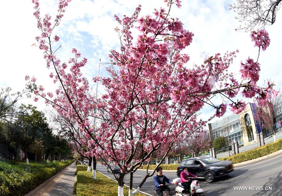 CHINA-YUNNAN-KUNMING-CHERRY BLOSSOM (CN)