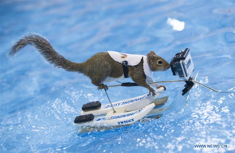 CANADA-TORONTO-WATER SKIING-SQUIRREL