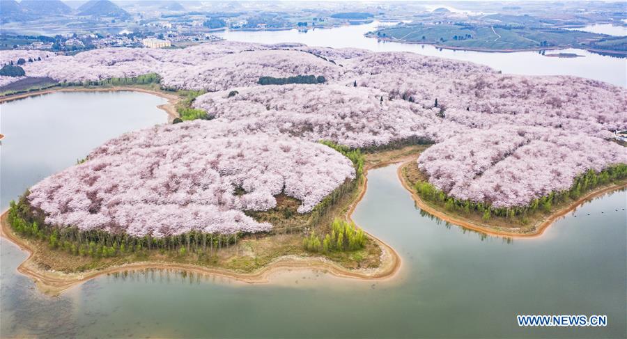 CHINA-GUIZHOU-GUIAN-CHERRY BLOSSOMS (CN)