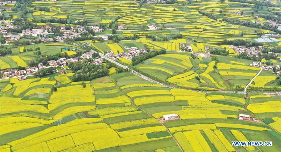 #CHINA-GANSU-JISHISHAN-COLE FLOWER-SCENERY (CN)