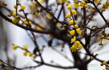 Plum blossoms in east China's Jiangsu