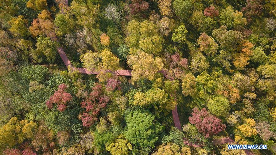 #CHINA-AUTUMN-SCENERY (CN)