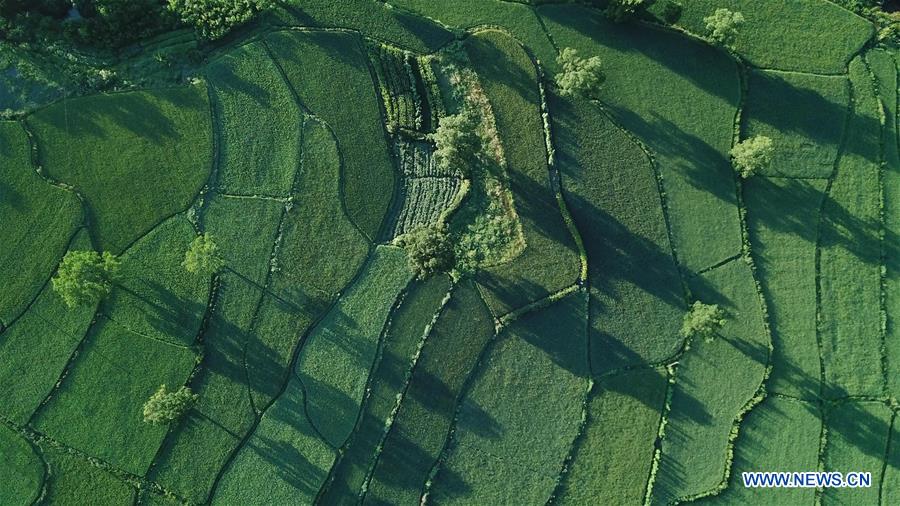 CHINA-ANHUI-YIXIAN-SUMMER SCENERY (CN)