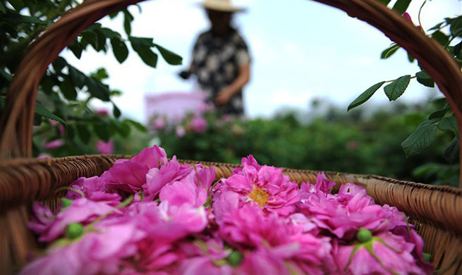 Flower industry helps to improve development of SW China's county