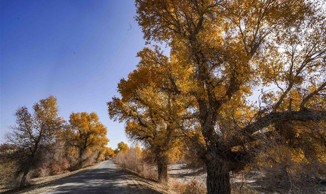 Scenery of desert poplar trees along Tarim River in China's Xinjiang