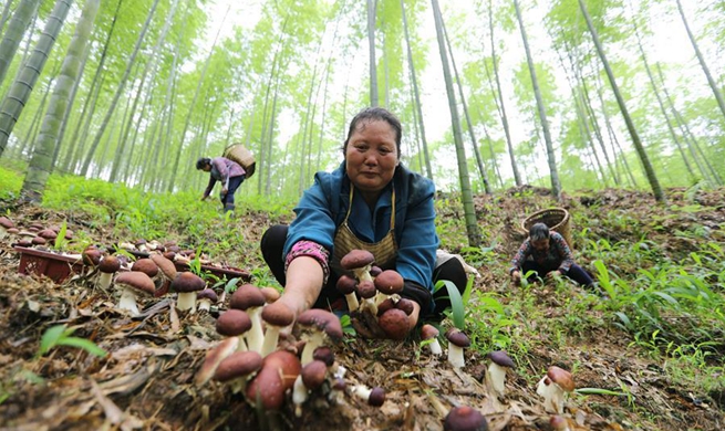 Local farmers make full use of land to develope agriculture in Guizhou