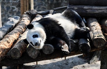 Giant pandas enjoy winter sun bath in China's Sichuan