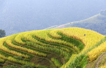 People celebrate harvest season across China