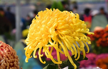 11th cultural festival of chrysanthemum held in Beijing