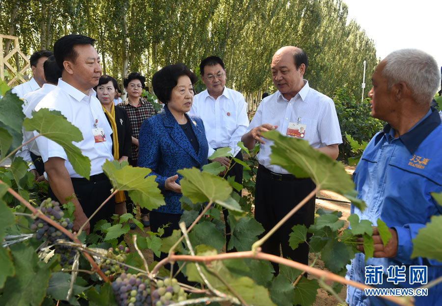 8月9日，中共中央政治局委員、中央統(tǒng)戰(zhàn)部部長、中央代表團(tuán)副團(tuán)長孫春蘭率中央代表團(tuán)三分團(tuán)，先后赴內(nèi)蒙古自治區(qū)烏海市、阿拉善盟看望各族干部群眾。這是孫春蘭在烏海市漢森酒業(yè)集團(tuán)的葡萄種植園了解葡萄種植情況。新華社記者 任軍川 攝