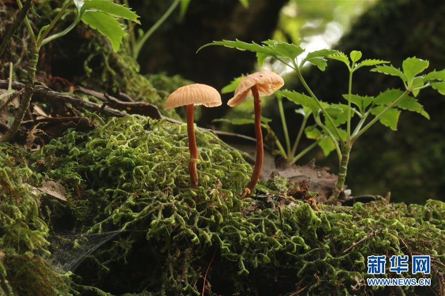 （新華全媒頭條·圖文互動）（6）歸來的雨林 